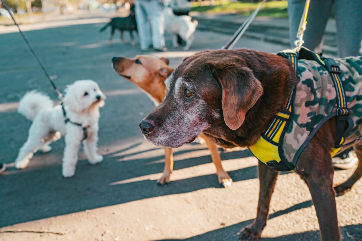 Nuevas ubicaciones de los quirófanos móviles para animales perros