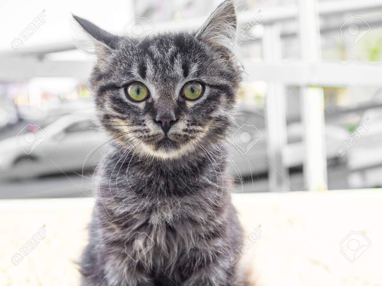 Urban street cats are always in search of food.