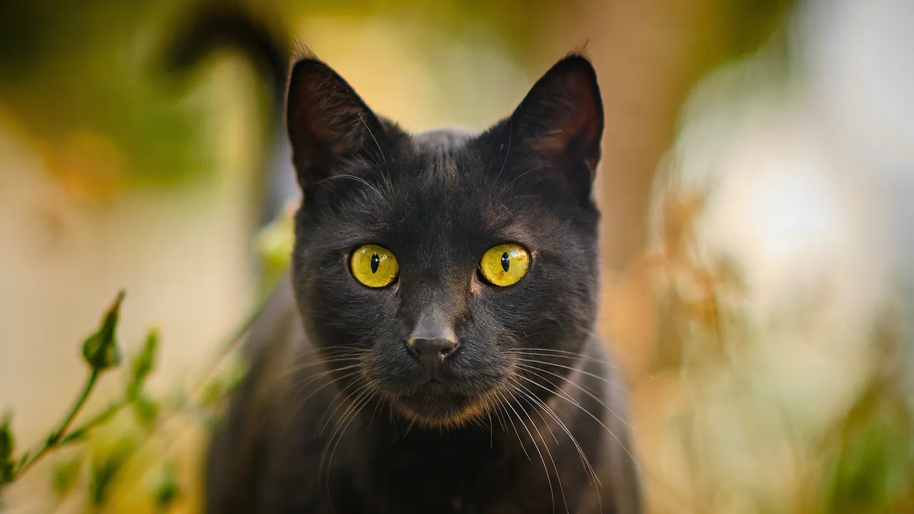 gato-negro