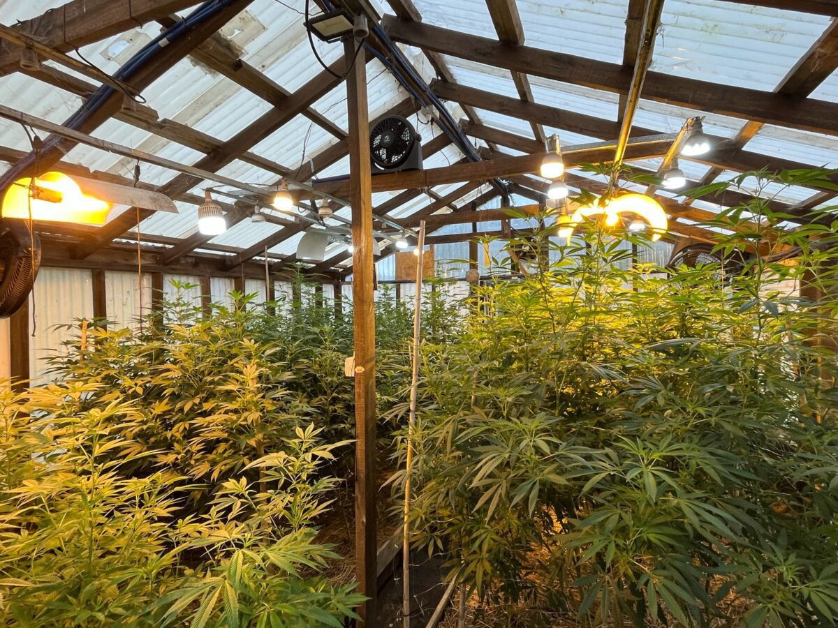 MAR DEL PLATA | ALLANAMIENTO EN EL BARRIO ALFAR: SECUESTRARON MÁS DE 350 PLANTAS DE MARIHUANA Y DINERO EN EFECTIVO WhatsApp Image 2025-05-28 at 08.49.38 (2)