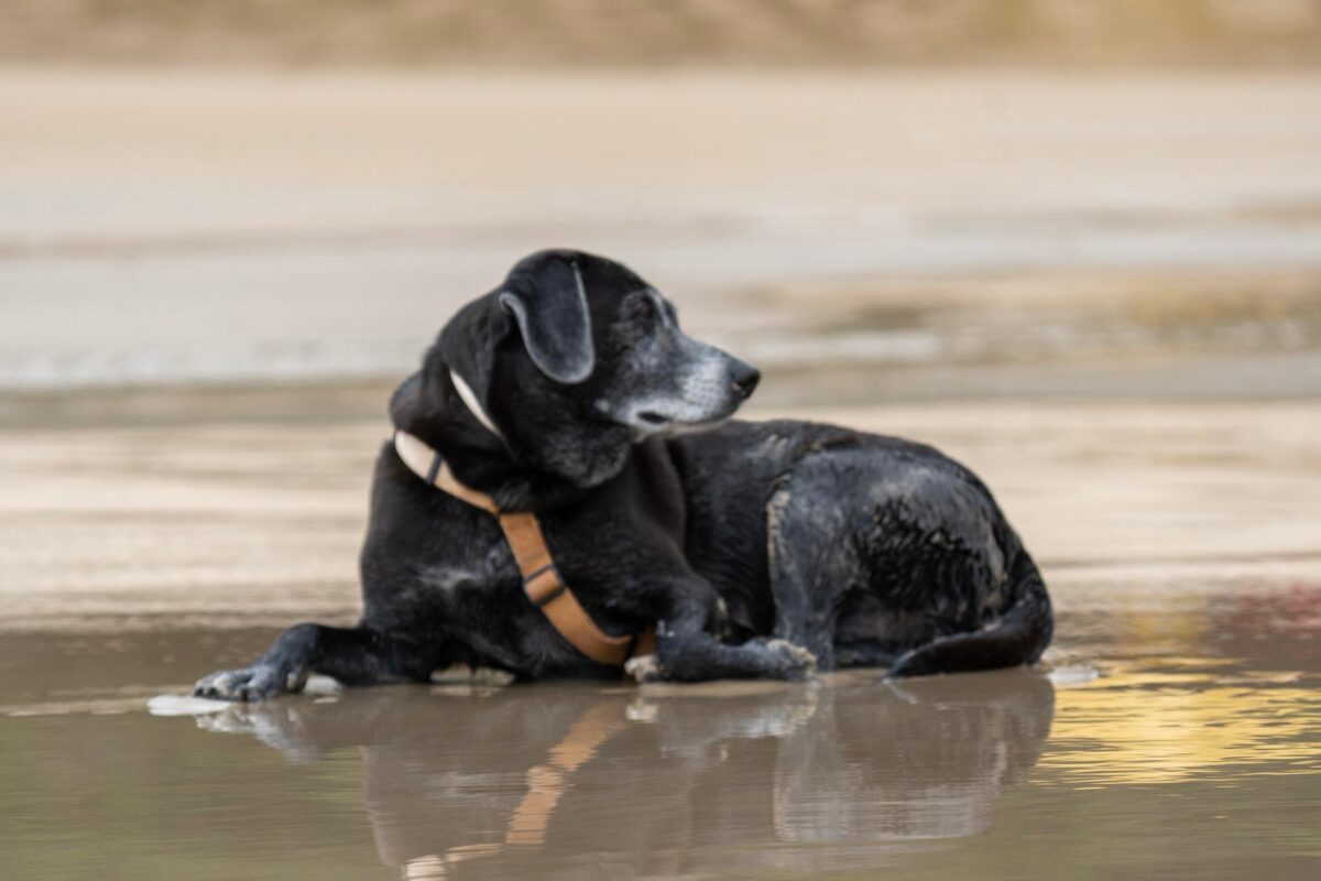 Nuevas ubicaciones de los quirófanos móviles para animales en Mar del Plata WhatsApp Image 2025-07-04 at 08.47.01