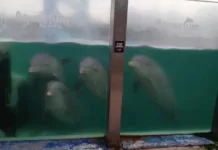 denuncian abandono de delfines en el ex aquarium el municipio se presenta en fiscalia y vecinos acusan incumplimientos historicos