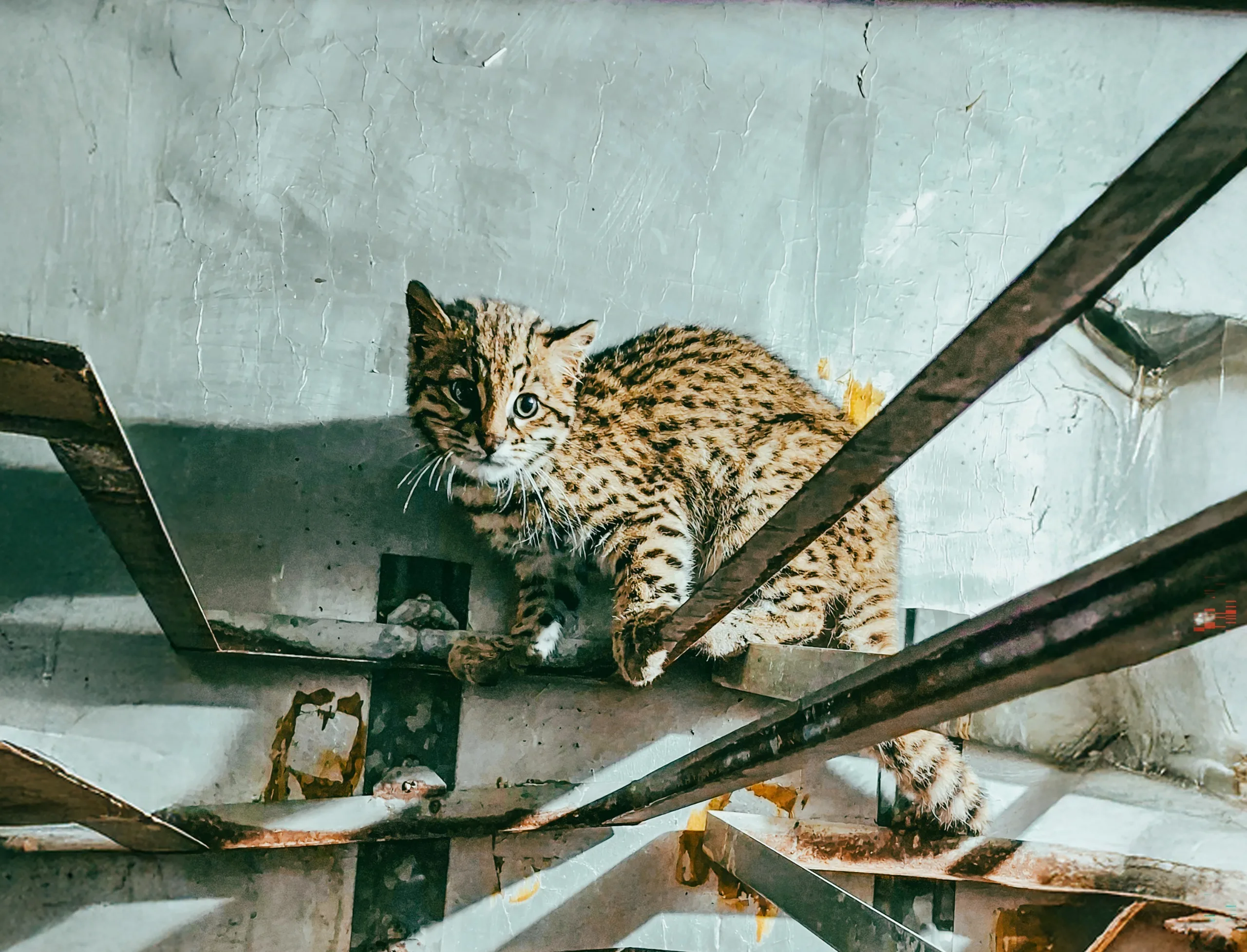 Guardaparques liberaron un gato montés que había quedado encerrado en un criadero de pollos en Sierra de los Padres WhatsApp Image 2025-09-19 at 12.23.13