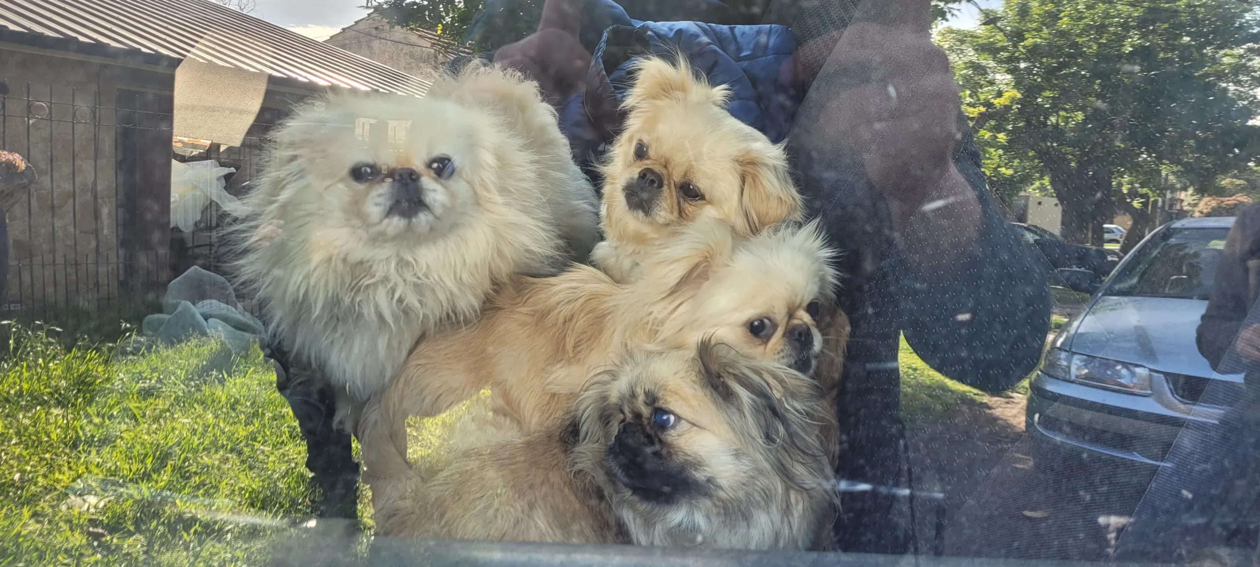 Allanamiento en Villa Primera por maltrato animal: rescataron 14 perros en malas condiciones IMG-20251021-WA0011