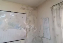 Grave denuncia: hallaron ratas en juzgados civiles y oficinas judiciales de Mar del Plata