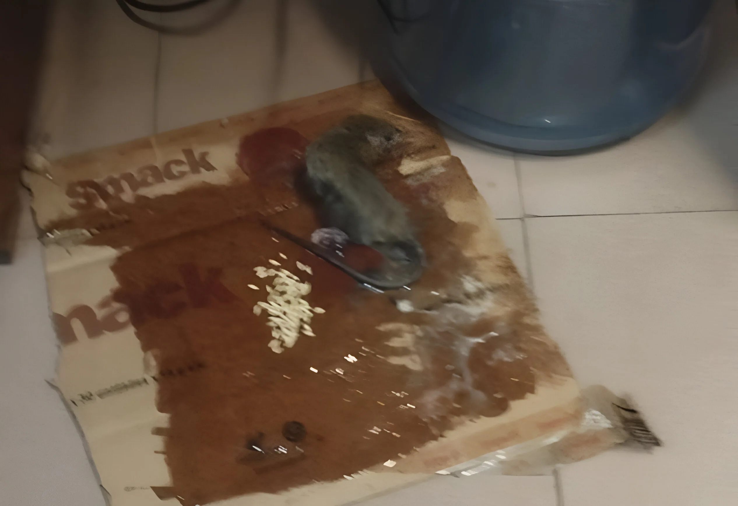 Grave denuncia por plaga de ratas en el Juzgado Civil N°12 de Mar del Plata ratas en el Juzgado