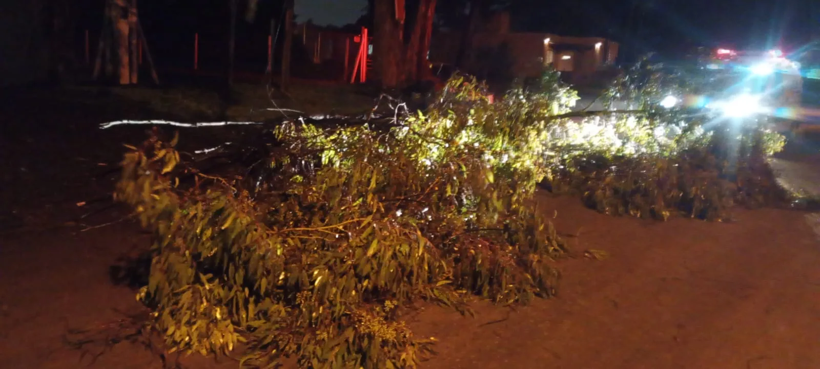 Ráfagas en altura y ramas quebradas: así afectó el temporal a Mar del Plata WhatsApp Image 2025-11-28 at 14.24.17