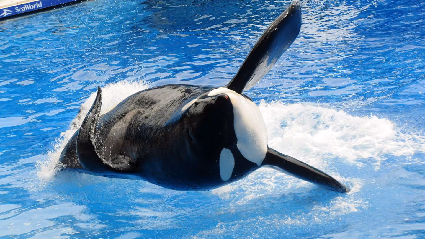 Falleció Kshamenk, la orca que vivía en Mundo Marino desde hace más de 30 años Kshamenk murió