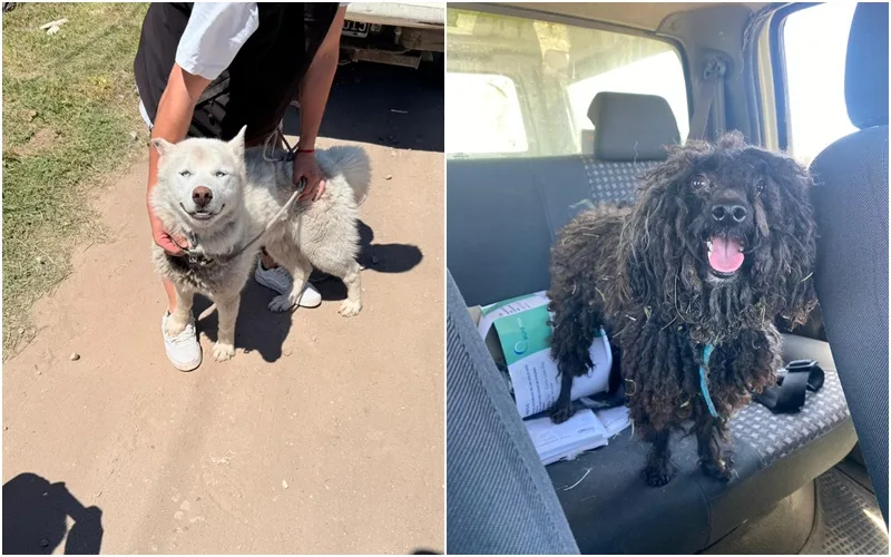 Rescataron a dos perros que sufrían maltrato y abandono en Playa Serena perros