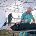 Quirófanos móviles para animales: dónde castrar gratis en Mar del Plata la próxima semana Quirófanos móviles para animales dónde castrar gratis en Mar del Plata la próxima semana