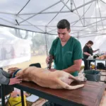 Quirófanos móviles para castrar perros y gatos recorrerán barrios de Mar del Plata Quirófanos móviles para castrar perros y gatos recorrerán barrios de Mar del Plata