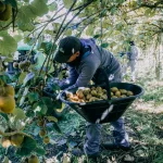 Productores de kiwi se reúnen en Mar del Plata para definir la campaña 2026 WhatsApp Image 2026-03-23 at 17.38.33