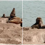 La decadencia en la conservación de fauna: fuertes críticas por intervenciones en la Escollera Sur rt76iu