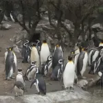 La Estafa de la Recuperación y el Circo de los "Semidioses": La Realidad de los Oceanarios 1000062883