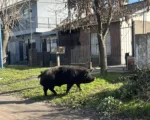 Un chancho suelto sorprendió a los vecinos de Jorge Newbery 716571015_2356603835087182_2704643411564686830_n