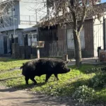 Un chancho suelto sorprendió a los vecinos de Jorge Newbery 716571015_2356603835087182_2704643411564686830_n