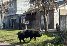 Un chancho suelto sorprendió a los vecinos de Jorge Newbery