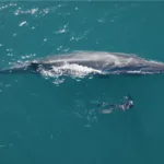 Ballenas, tiburones y bosques submarinos: Mar del Plata celebrará el Día Mundial de los Océanos con cine y conciencia ambiental SEI La Ballena desconocida 2