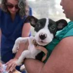 El Municipio informa nuevas ubicaciones de los quirófanos móviles para animales quirófanos móviles para animales