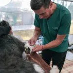 Quirófanos móviles para mascotas: dónde estarán la próxima semana en Mar del Plata Quirófanos móviles para mascotas: dónde estarán la próxima semana en Mar del Plata