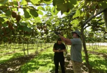 Nueva capacitación en poda de kiwi con salida laboral en Mar del Plata
