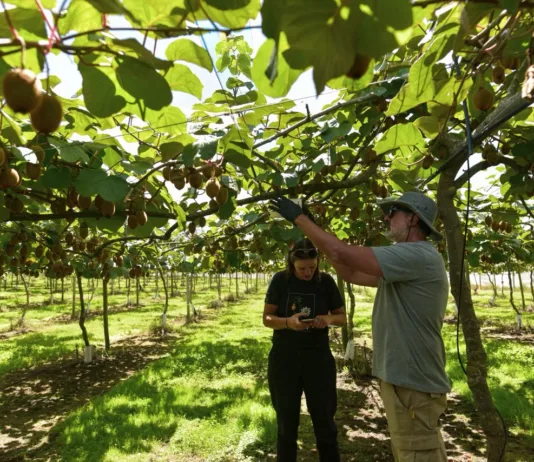 Nueva capacitación en poda de kiwi con salida laboral en Mar del Plata