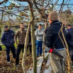 Capacitaron a trabajadores en poda de kiwi para fortalecer la producción en General Pueyrredon WhatsApp Image 2026-07-11 at 11.19.47 (2)