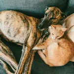 Quirófanos móviles para mascotas: dónde estarán la próxima semana en Mar del Plata Quirófanos móviles