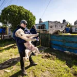 Retiraron a tres perros que estaban maltratados y en estado de abandono en Mar del Plata WhatsApp Image 2026-09-16 at 13.43.59