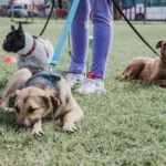 Quirófanos móviles: dónde y cuándo habrá castraciones gratuitas para perros y gatos en Mar del Plata WhatsApp Image 2026-09-24 at 08.52.04