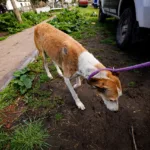 Rescataron a dos perros que estaban en malas condiciones en una vivienda de San Patricio WhatsApp Image 2026-10-01 at 16.08.48 (1)