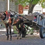 Tras diez años, el Concejo volvió a discutir la tracción a sangre en Mar del Plata caballo-carro